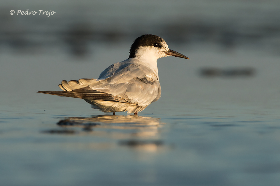 Charrancito (Sterna albifrons)